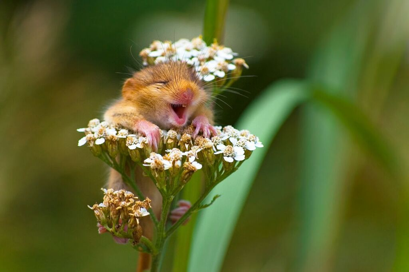 Image: Andrea Zampatti/Comedy Wildlife Photo Awards